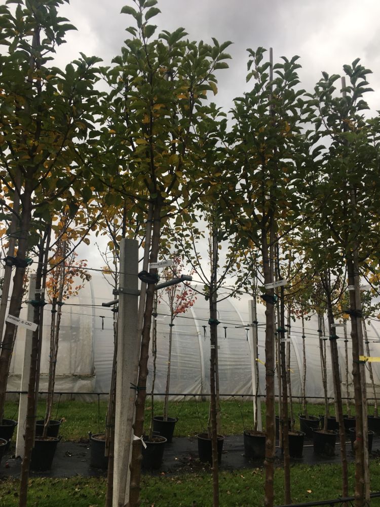 Malus 'Karneval' -S- CAC Apfel 'Karneval' -S-