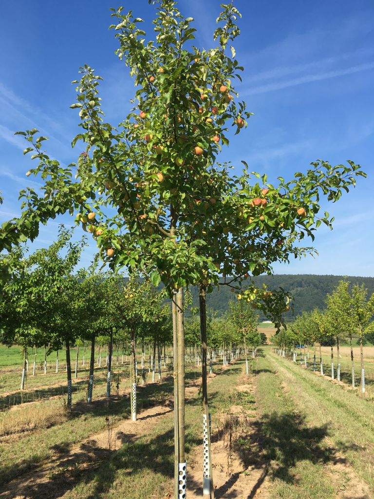 Malus 'Pinova' -S- CAC Apfel 'Pinova' -S- mittel