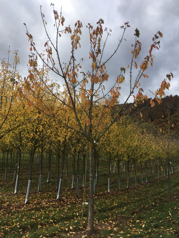 Prunus av.'Sunburst' CAC Süßkirsche 'Sunburst' 5.KW