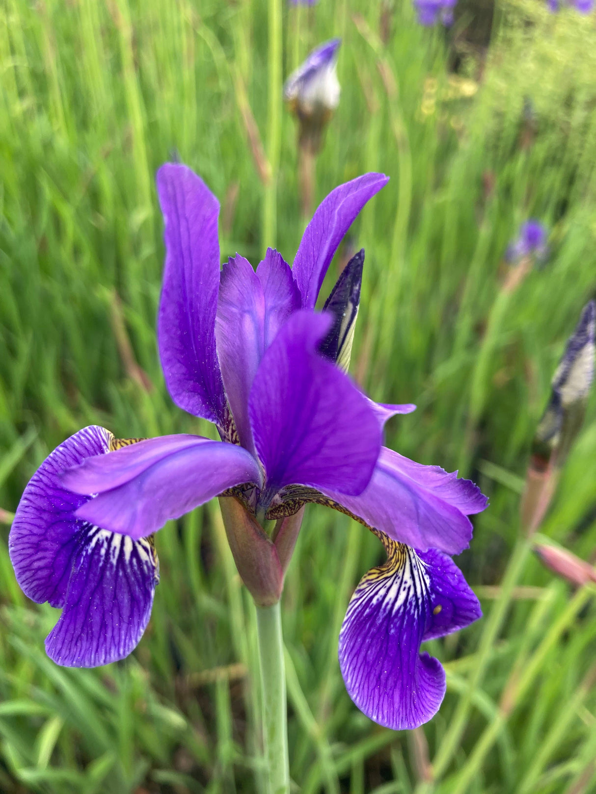 Iris sibirica Bartlose Wiesen-Schwertlilie