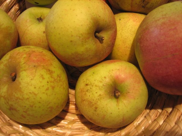 Malus 'Rheinischer Bohnapfel' CAC Apfel 'Rheinischer Bohnapfel' spät