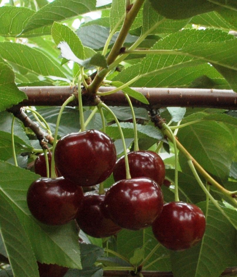 Prunus cer.'Safir' -S- CAC Sauerkirsche 'Safir' -S- 6.KW