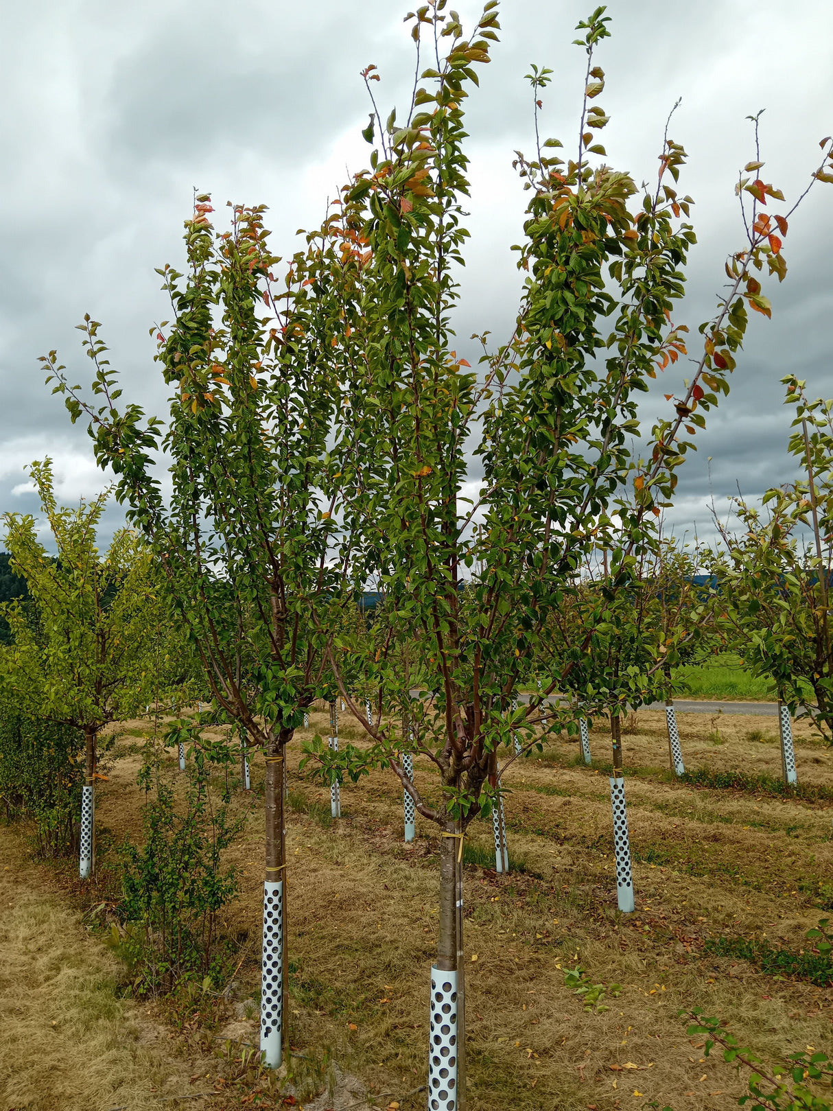 Prunus dom.'Tegera' -S- CAC Zwetsche 'Tegera' -S-