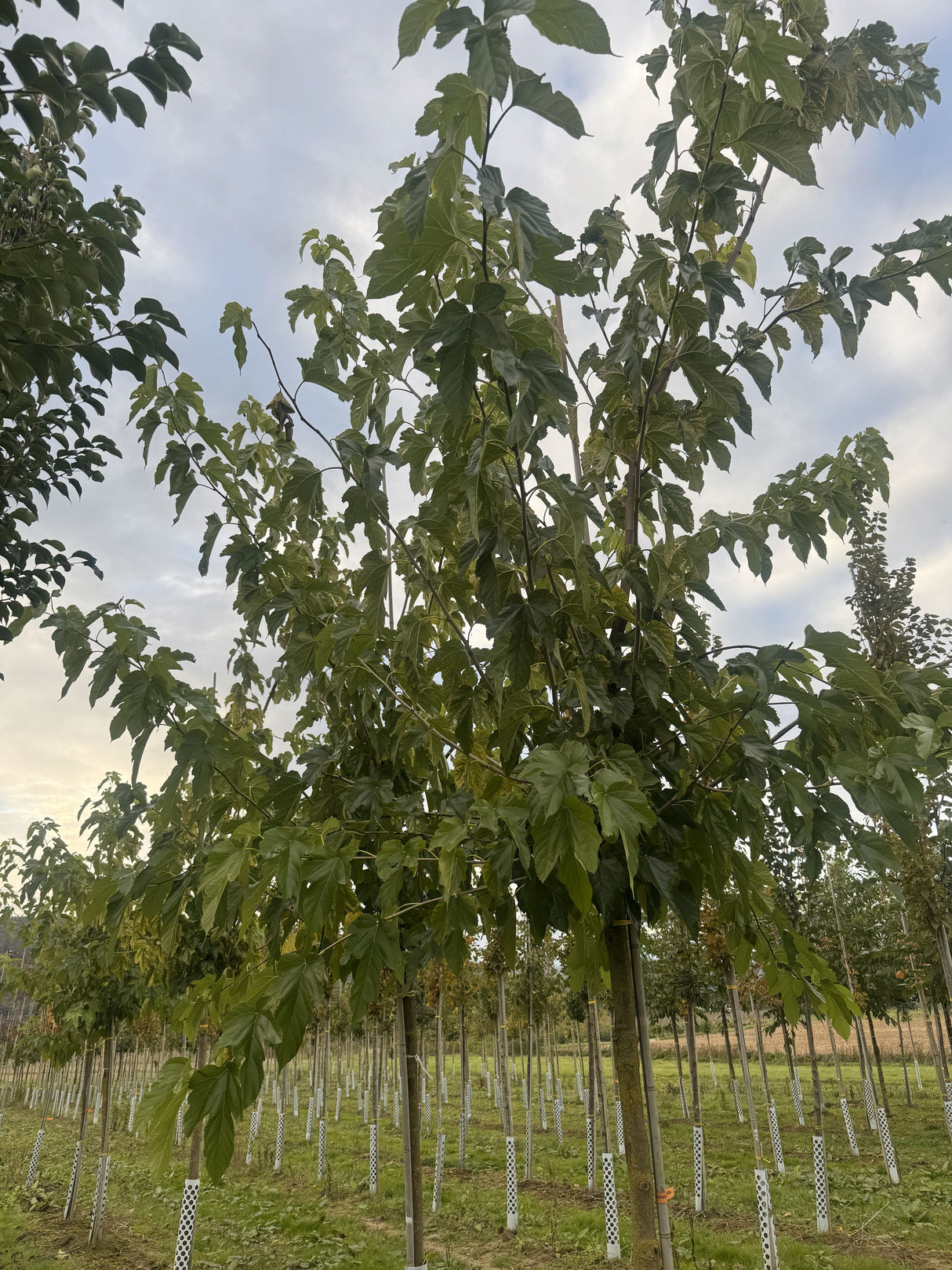 Morus alba 'Fruitless' Weißer Maulbeerbaum 'Fruitless'