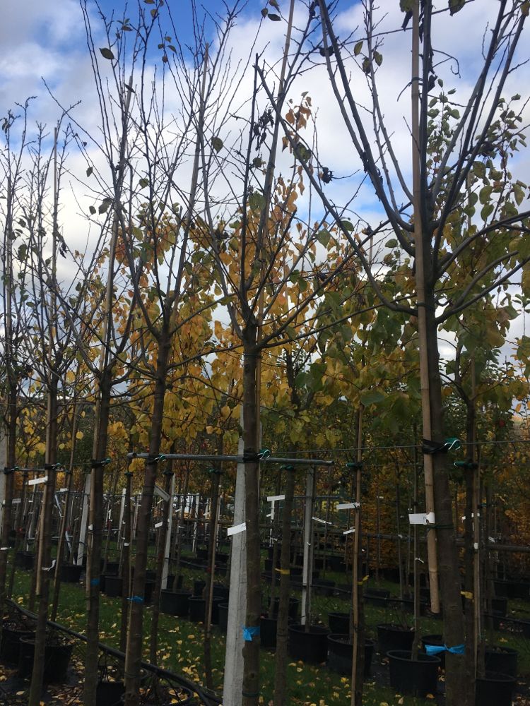 Prunus dom.'Hauszwetsche' CAC Zwetsche 'Hauszwetsche' mittelspät