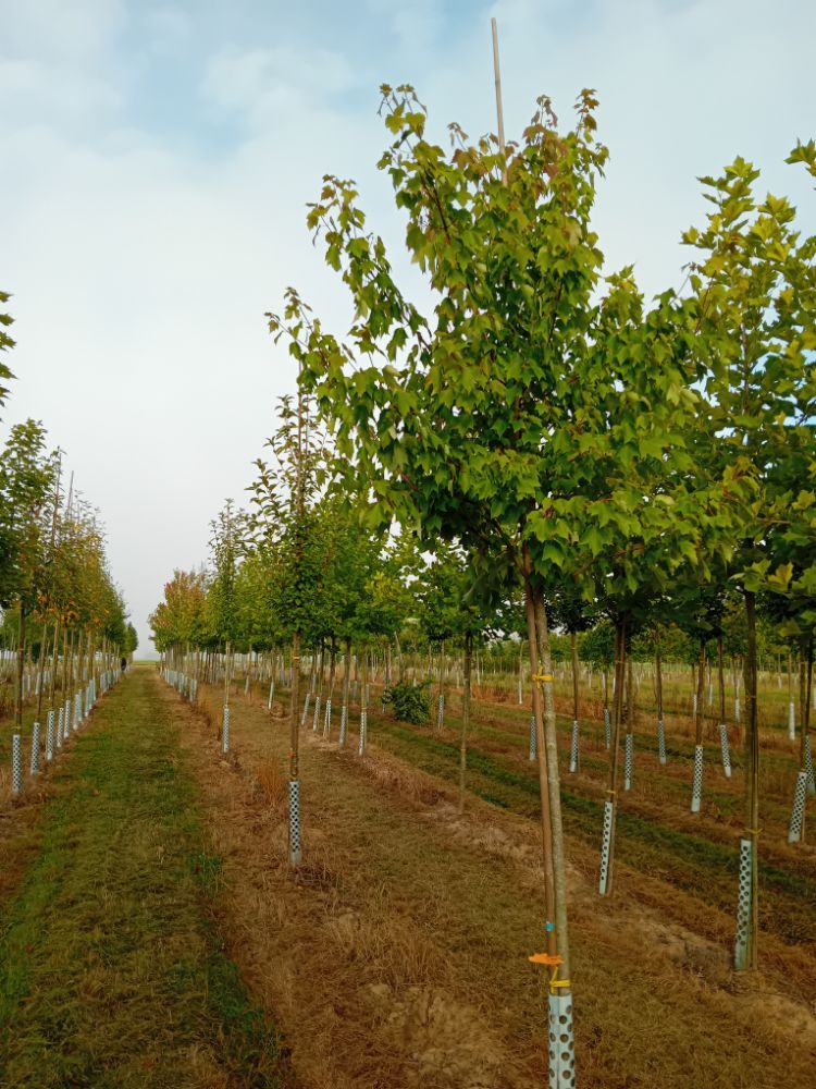 Acer rubrum 'October Glory' Rotahorn 'October Glory'