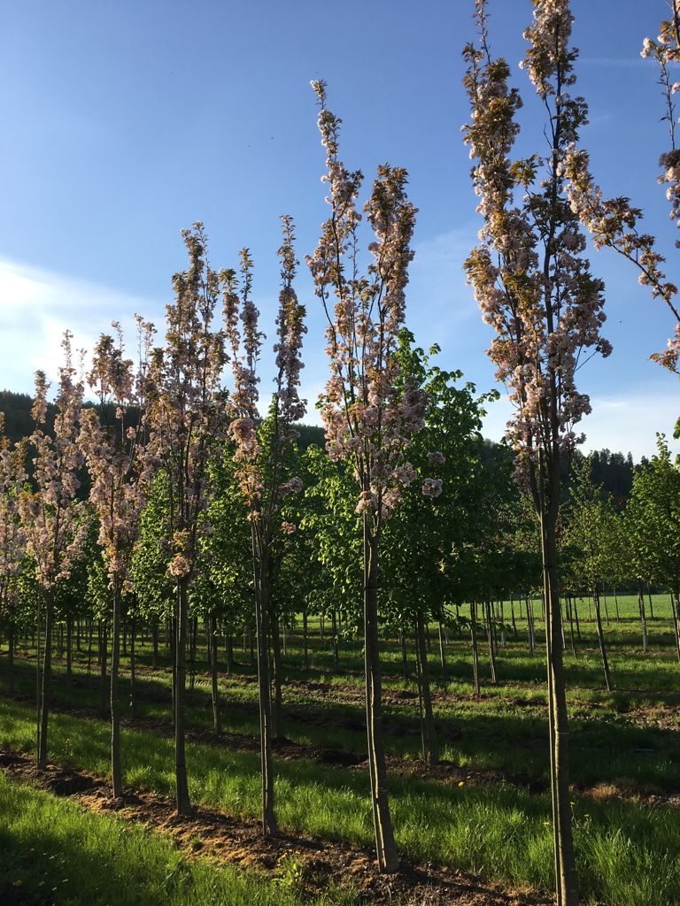 Prunus serrulata 'Amanogawa' Japan.Säulenkirsche