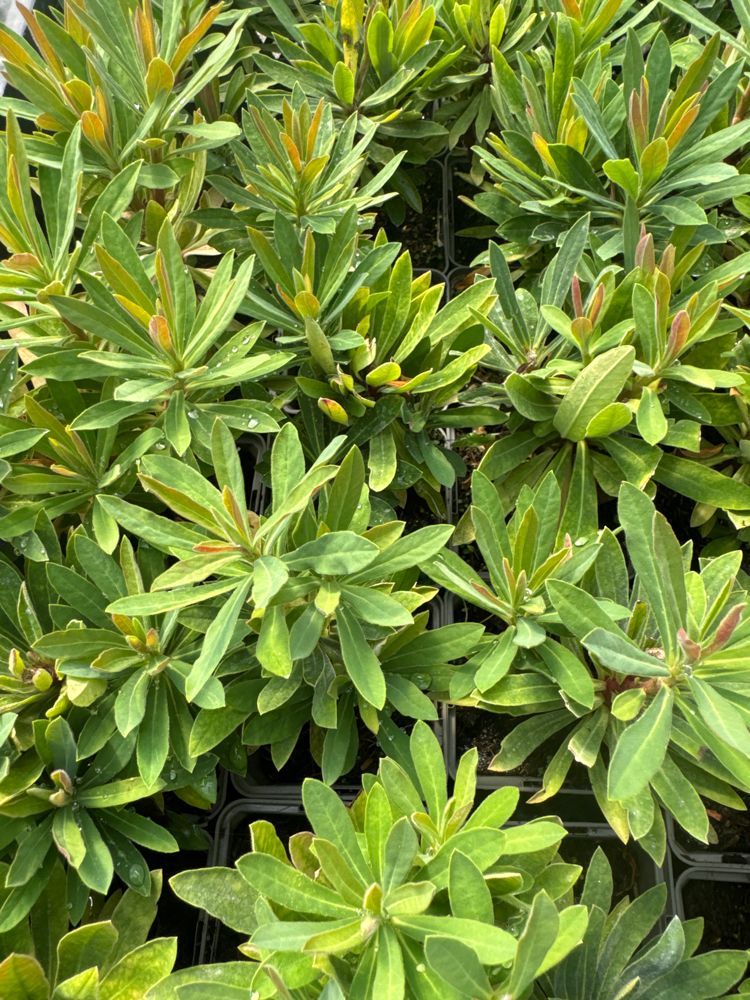 Euphorbia amygdaloides 'Redwing' -R- Mittelmeer-Wolfsmilch