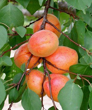 Prunus arm.'Clarina' -S- CAC Aprikose 'Clarina' -S-