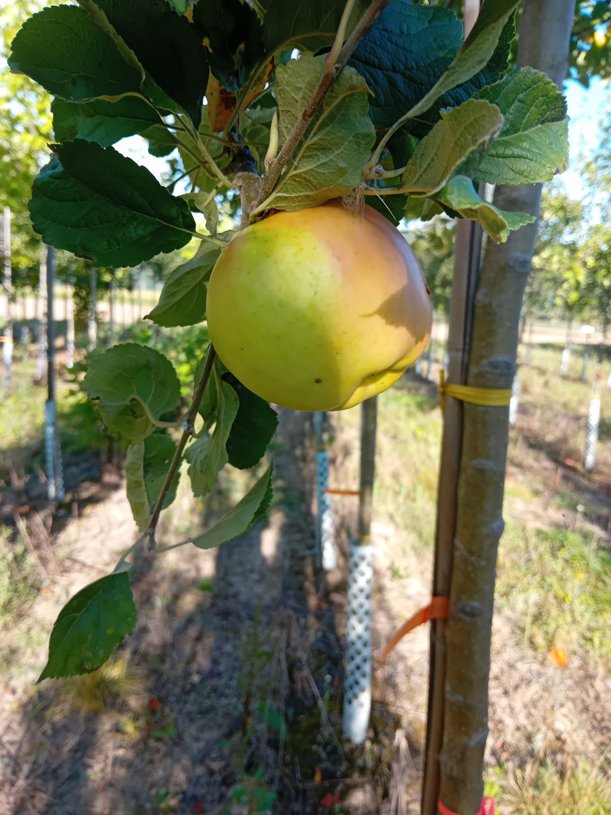 Malus 'Landsberger Renette' CAC Apfel 'Landsberger Renette' mittel