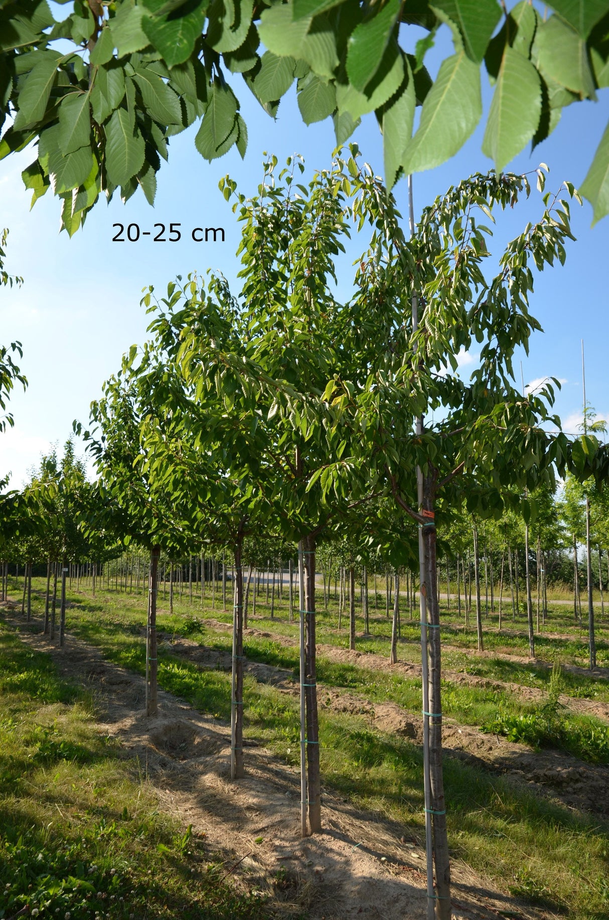 Prunus av.'Van' CAC Süßkirsche 'Van' 5.KW