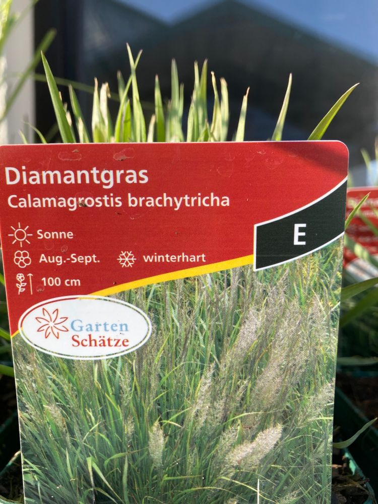 Calamagrostis arundinacea Wald-Reitgras