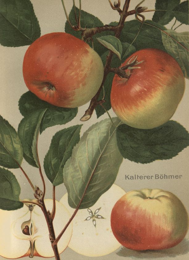 Malus 'Kalterer Böhmer' CAC Apfel 'Kalterer Böhmer' mittel