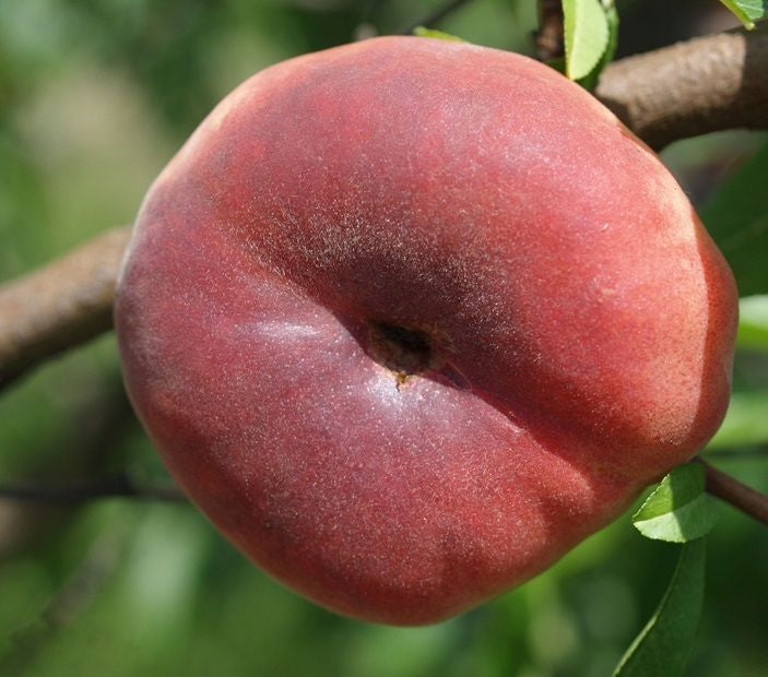 Prunus persica 'Piattafortwo' -S- CAC Pfirsich 'Piattafortwo' -S-