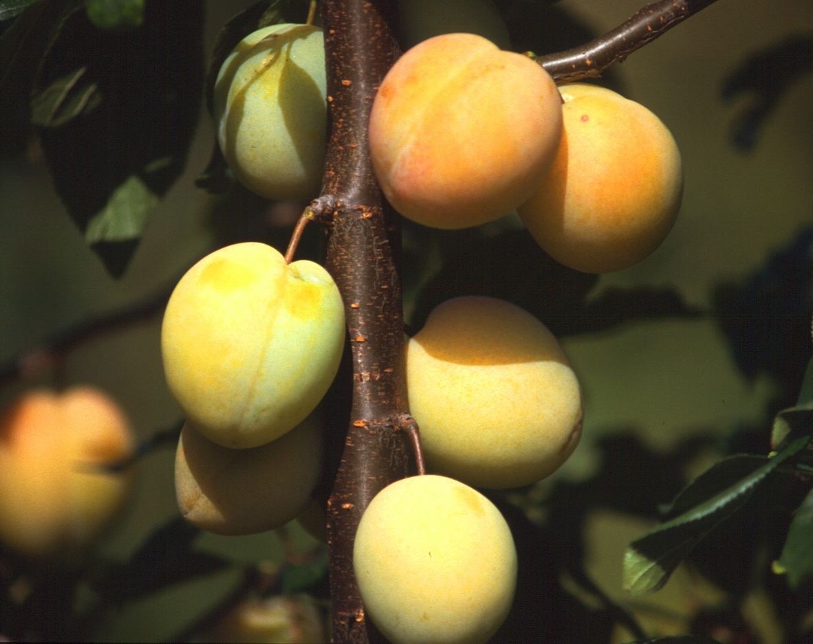 Prunus dom.'Rheingold' -S- CAC Zwetsche 'Rheingold' -S-