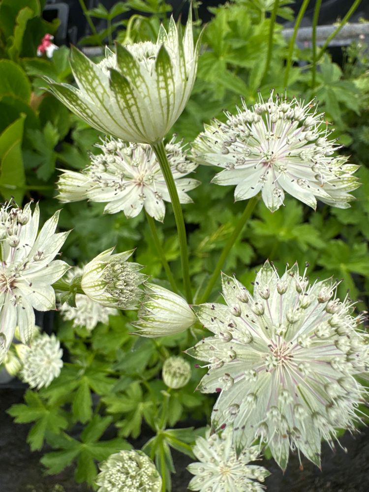 Astrantia major 'Shaggy' Große Sterndolde
