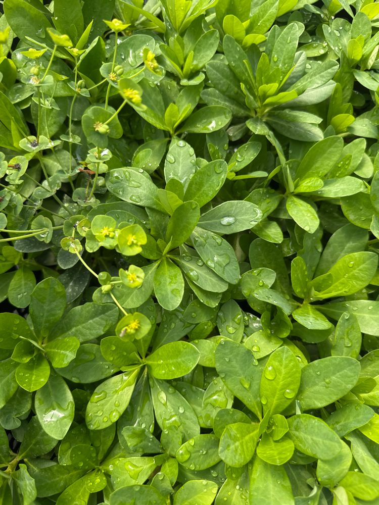 Euphorbia amygdaloides var. robbiae Mandelblättrige Wolfsmilch