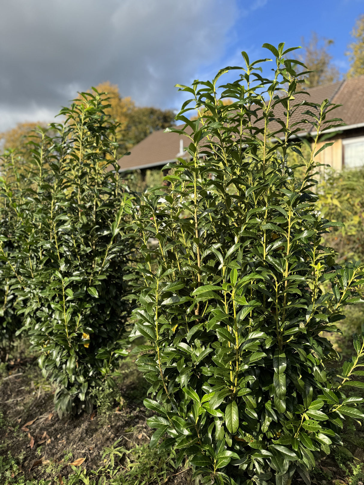 Prunus lauroc.'Genolia' -R- Lorbeerkirsche 'Genolia' -R-