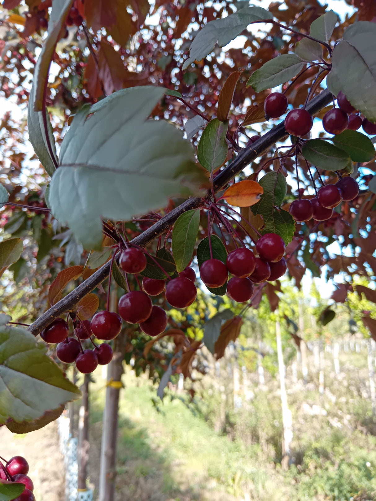 Malus 'Freija' -R- Zierapfel 'Freija' -R-