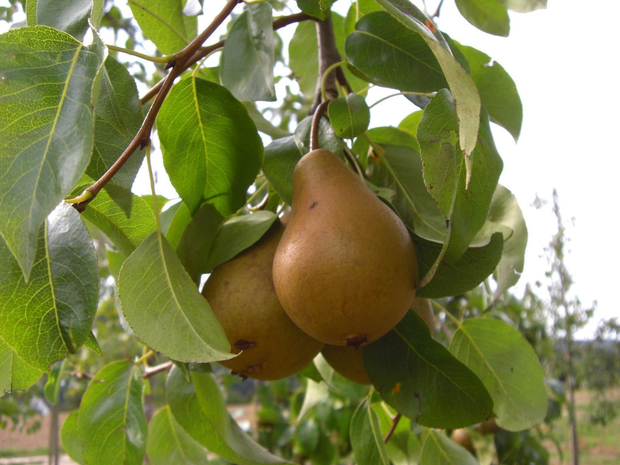Pyrus com.'Vereins Dechantsbirne' CAC Birne 'Vereins Dechantsbirne' mittel