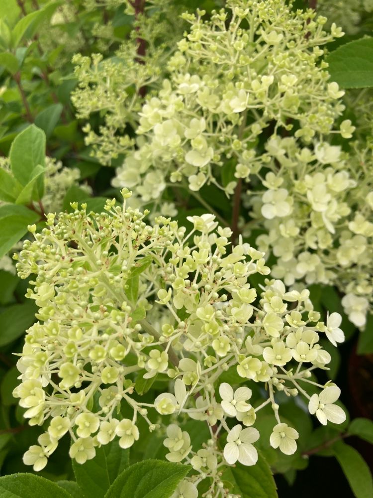Hydrangea panic. 'Bobo' -R- Rispenhortensie 'Bobo' -R-