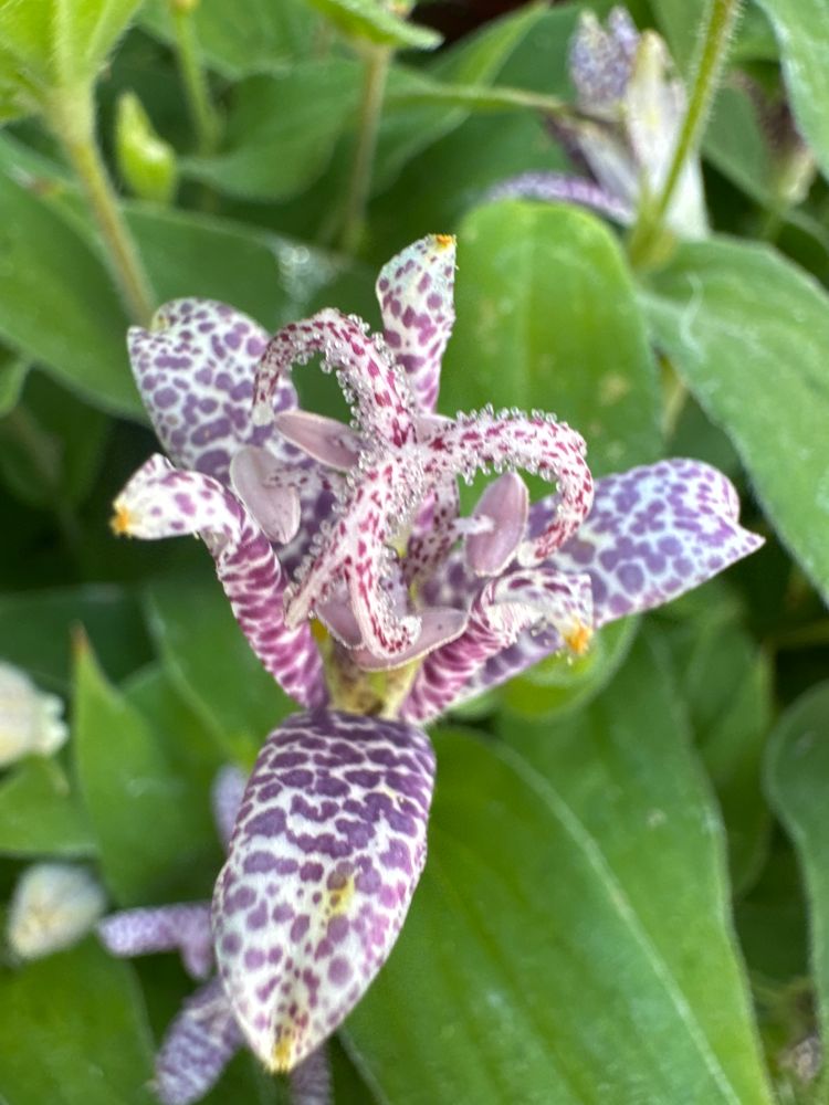 Tricyrtis hirta Japanische Krötenlilie