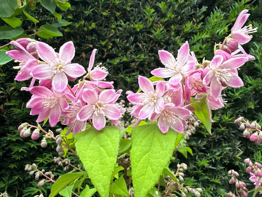 Deutzia 'Raspberry Sundae' -R- Maiblumenstrauch