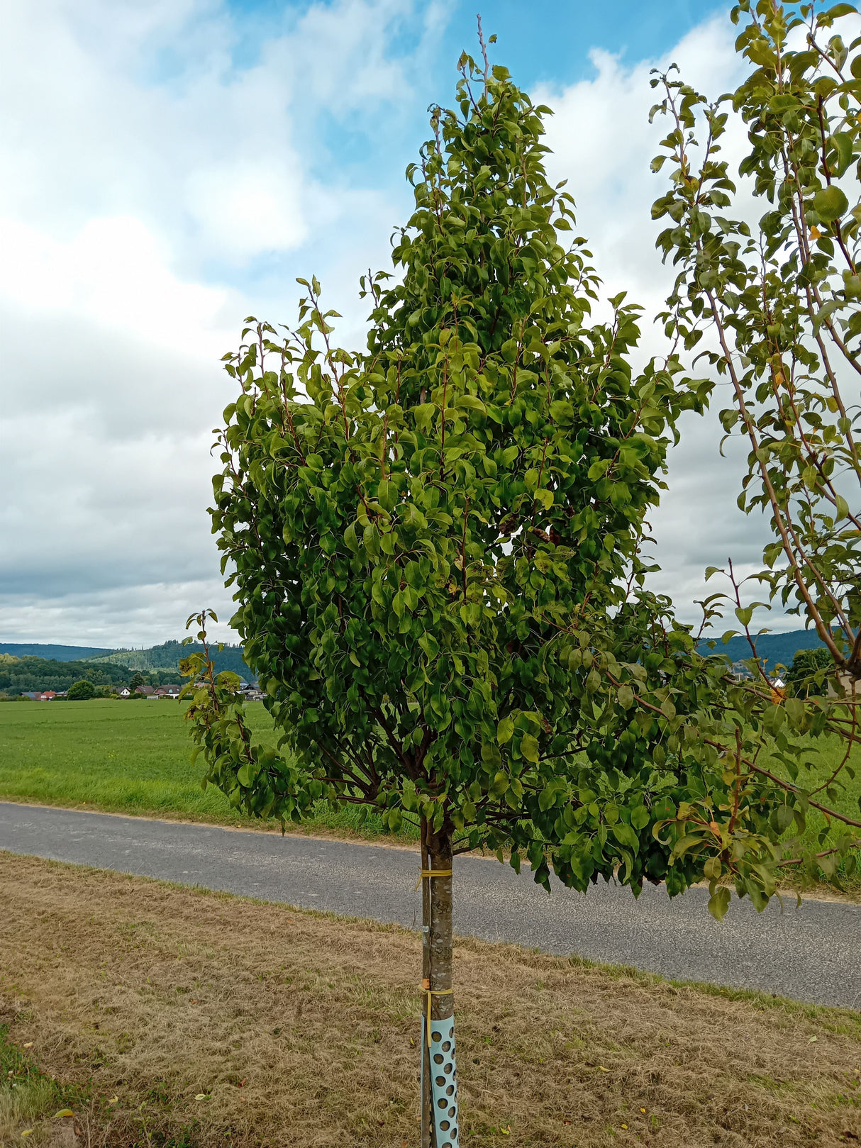 Pyrus com.'Conferencebirne' CAC Birne 'Conferencebirne' mittel