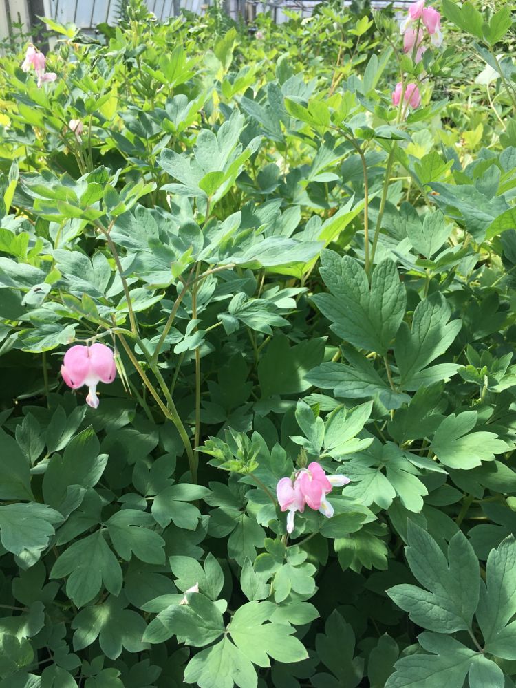 Dicentra spectabilis Tränendes Herz