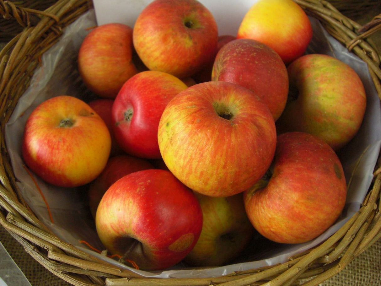 Malus 'Roter Berlepsch' CAC Apfel 'Roter Berlepsch' mittel