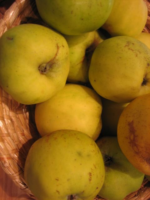 Malus 'Luxemburger Renette' CAC Apfel 'Luxemburger Renette' spät