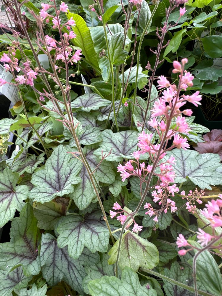 Heucherella(x) tiarell.'Pink Fizz' Heucherella