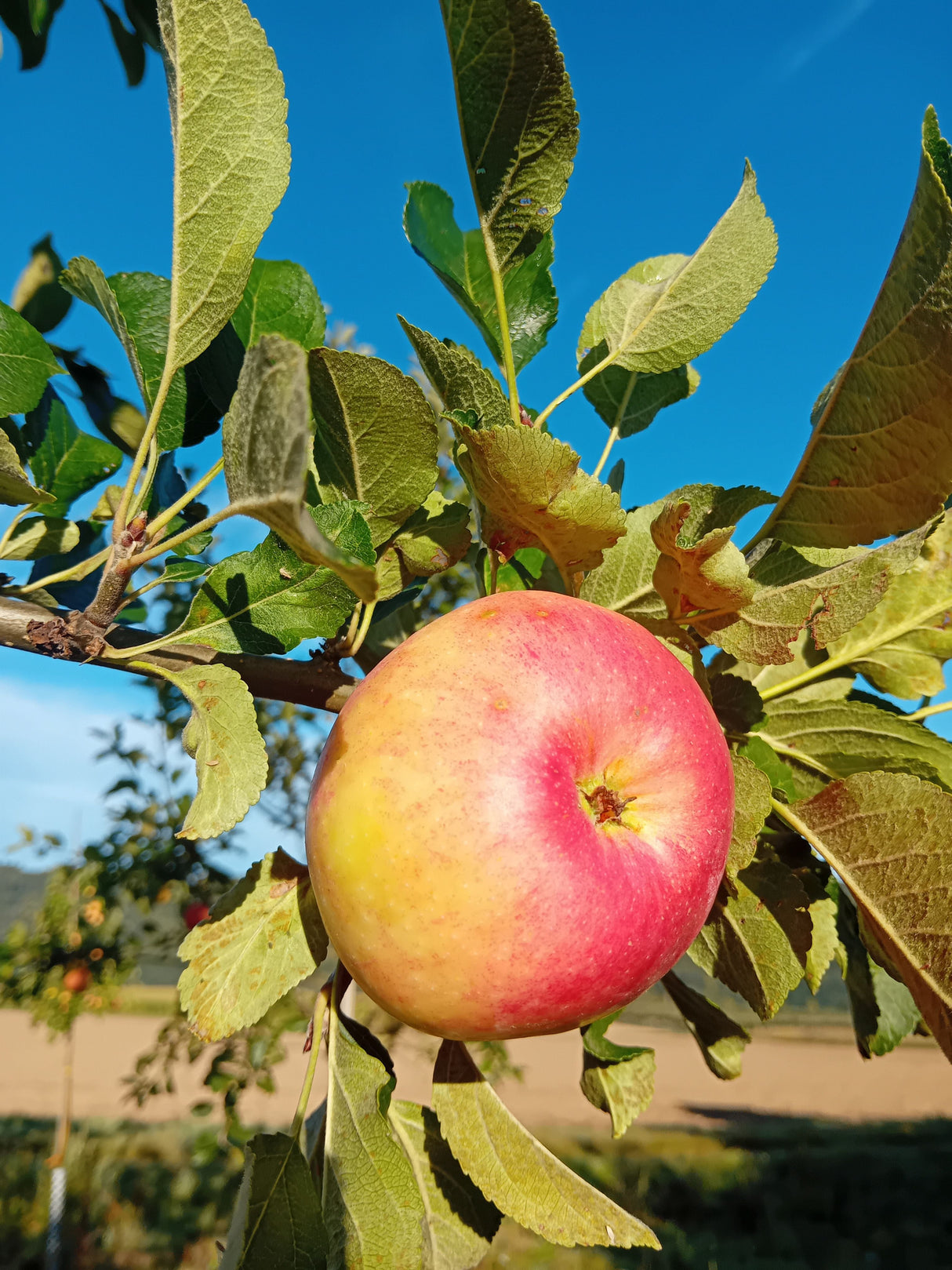 Malus 'James Grieve' CAC Apfel 'James Grieve' mittel