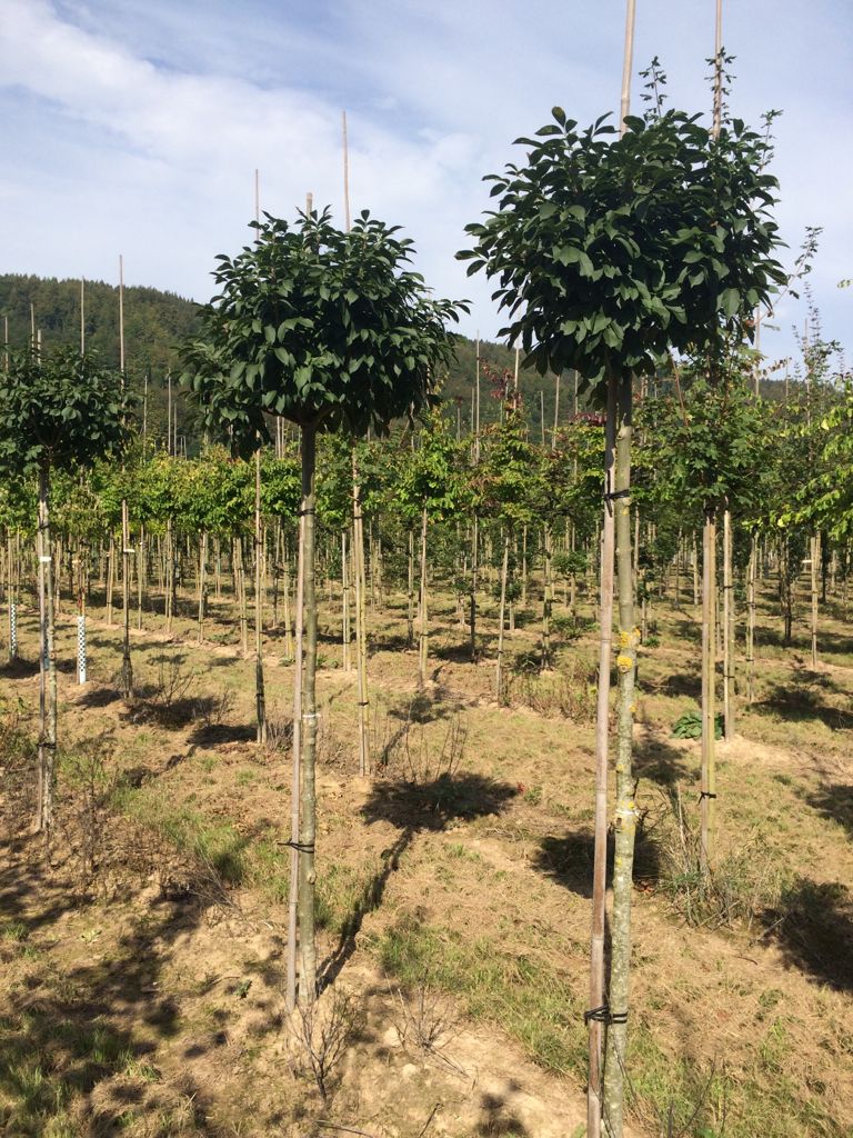 Fraxinus ornus 'Mecsek' Blumenesche 'Mecsek'
