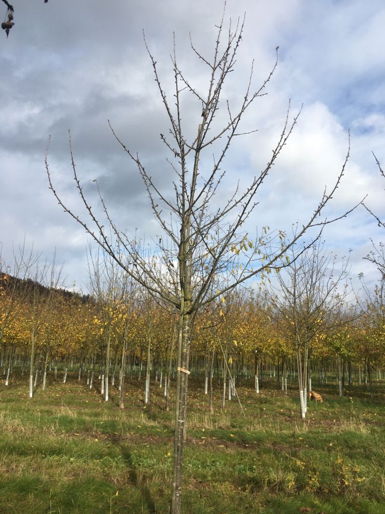 Prunus av.'Gr.Prinzessinkirsche' CAC Süßkirsche 'Gr.Prinzessinkirsche'