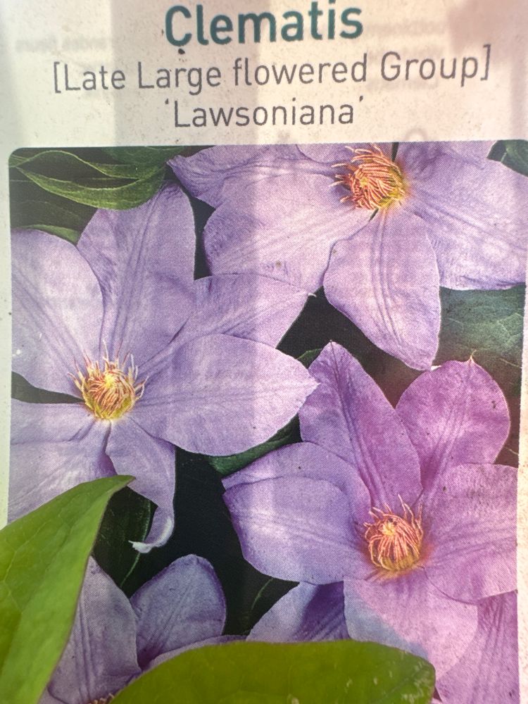 Clematis 'Lawsoniana' Waldrebe 'Lawsoniana'