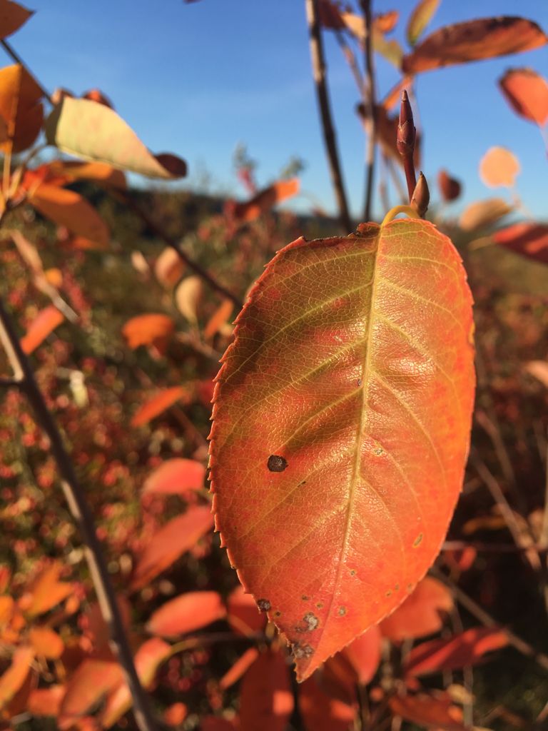 Amelanchier lamarckii Kupfer-Felsenbirne