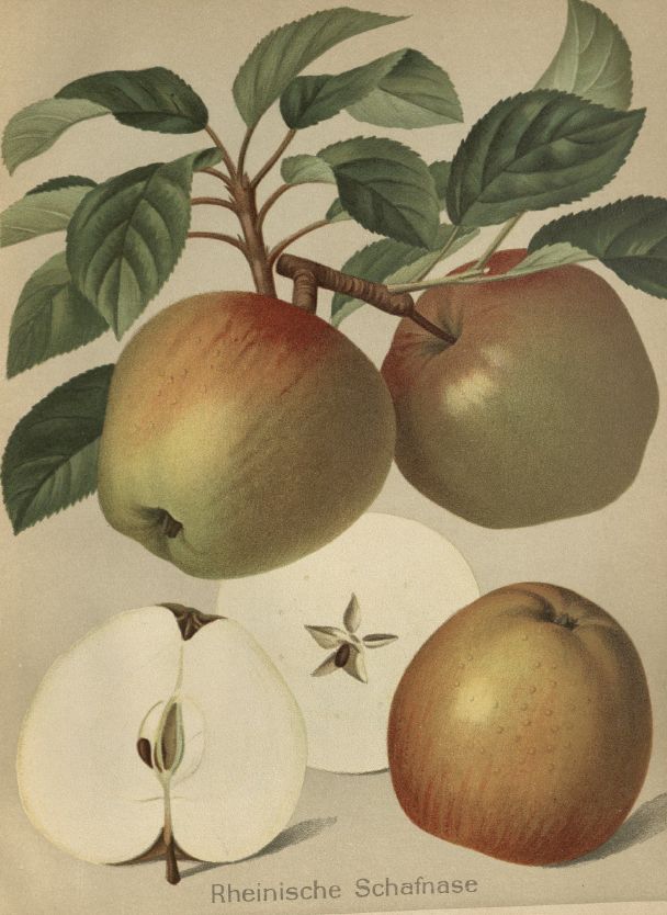 Malus 'Rheinische Schafsnase' CAC Apfel 'Rheinische Schafsnase' mittel