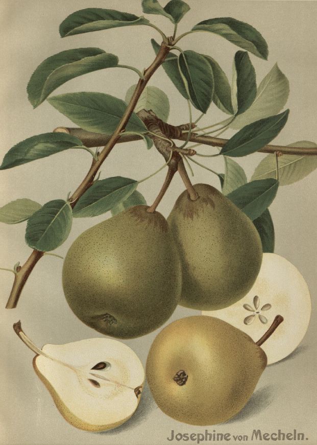 Pyrus com.'Josephine von Mecheln' CAC Birne 'Josephine von Mecheln' spät