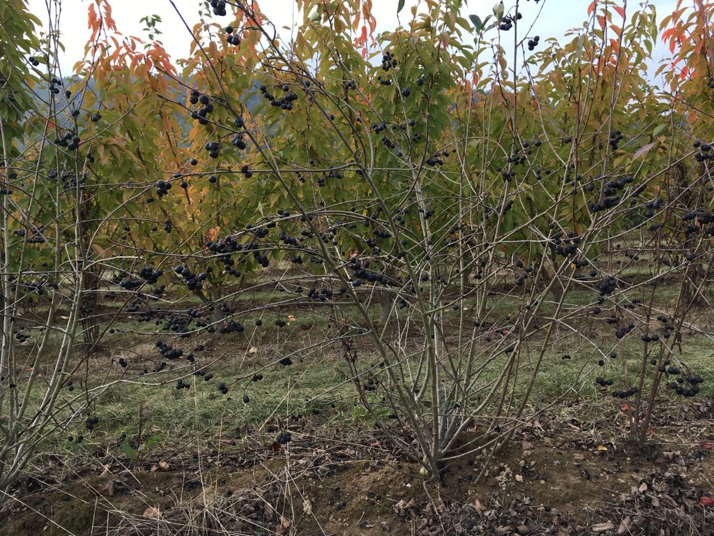 Aronia prunifolia 'Viking' Apfelbeere 'Viking'