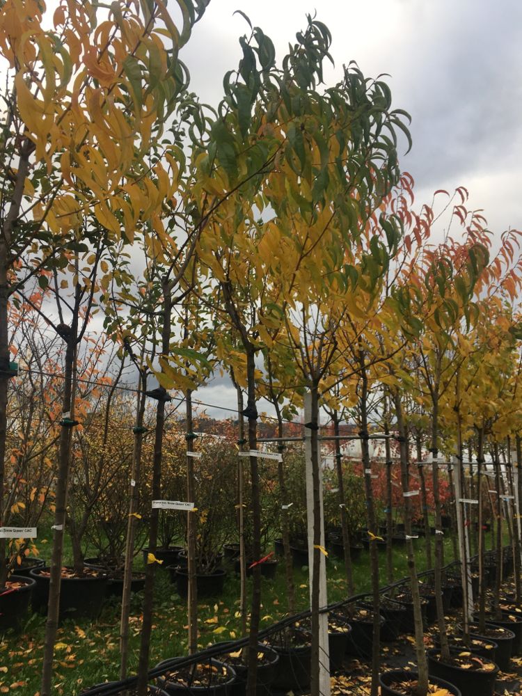 Prunus nuc.'Snow Queen' CAC Nektarine 'Snow Queen'