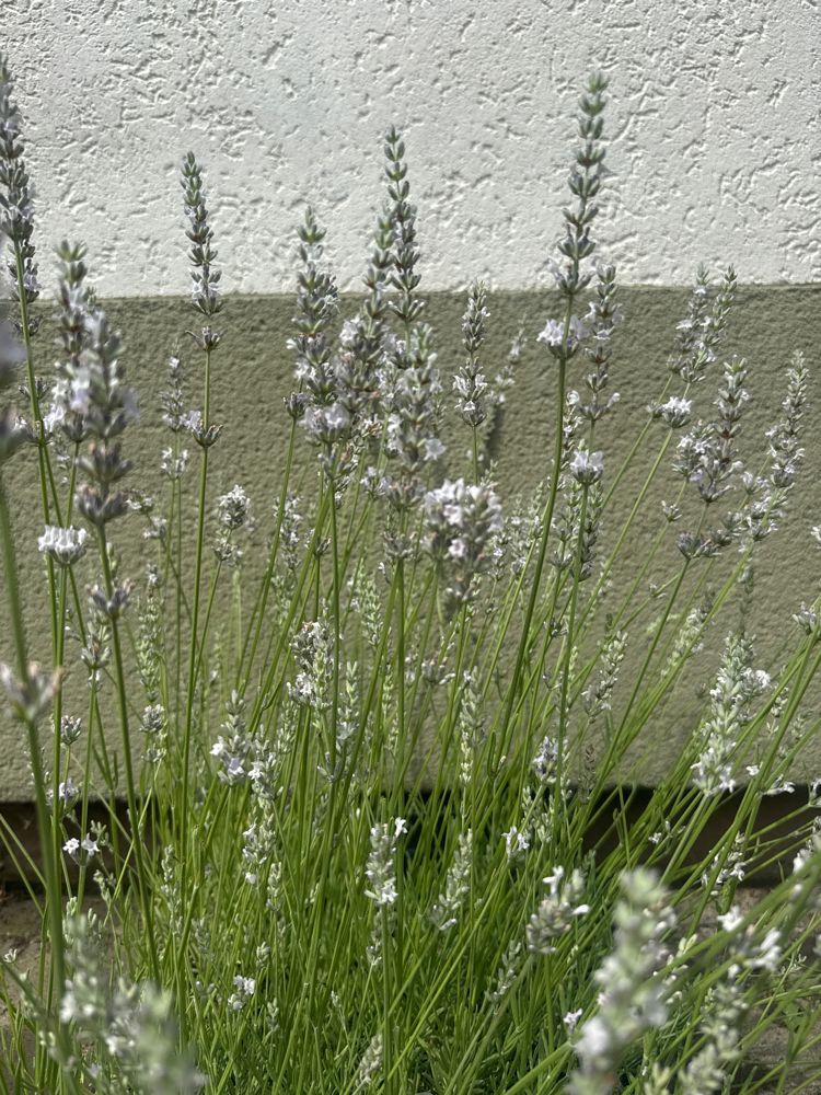 Lavandula angustifolia 'Alba' Weißblühender Lavendel