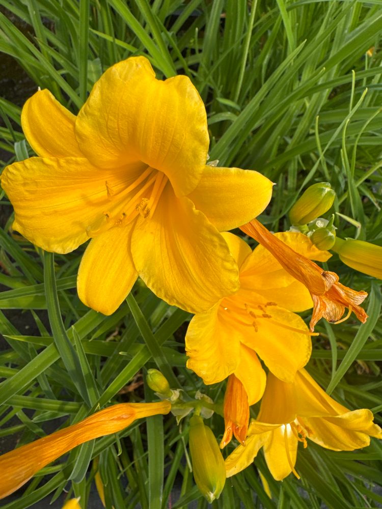 Hemerocallis x cult.'Stella de Oro' Taglilie