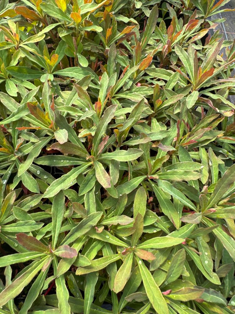 Euphorbia amygdaloides 'Purpurea' Mandelblättrige Wolfsmilch