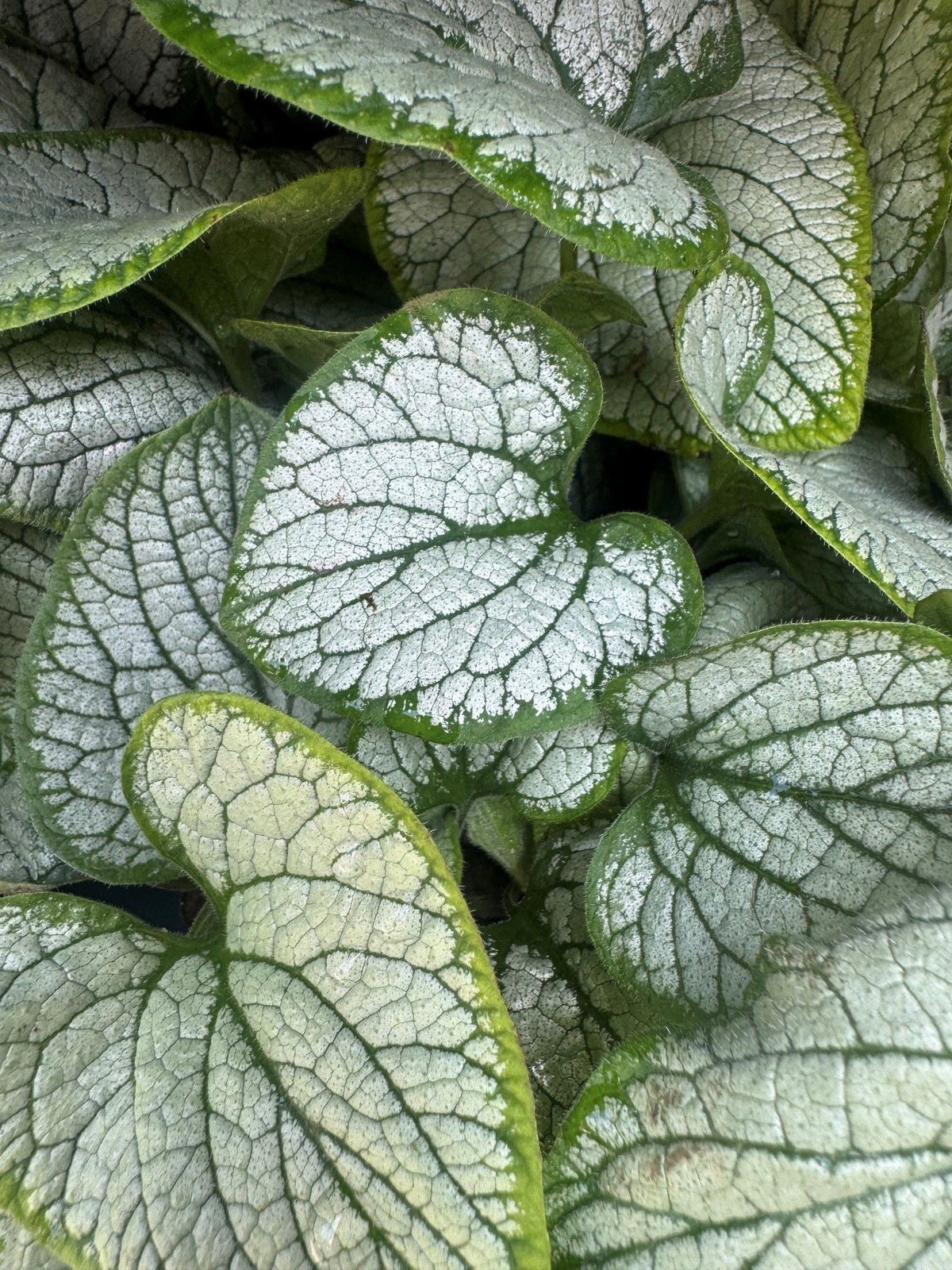 Brunnera macrophylla 'Silver Spear' Kaukasusvergissmeinnicht