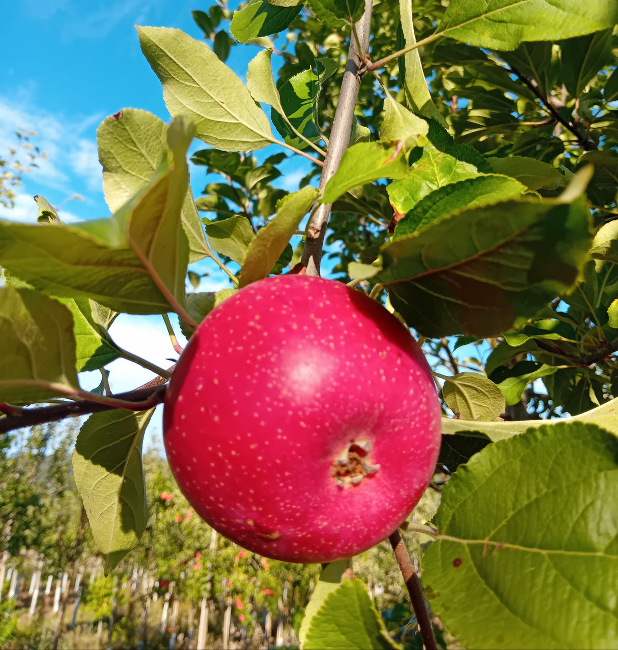Malus 'Roter Boskoop' CAC Apfel 'Roter Boskoop' spät
