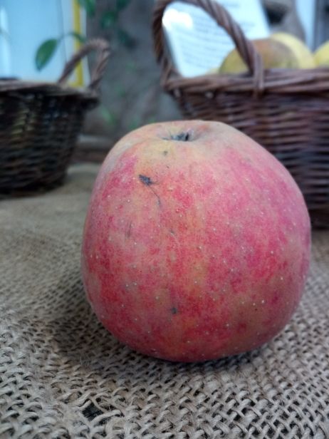 Malus 'Roter Boskoop' CAC Apfel 'Roter Boskoop' spät