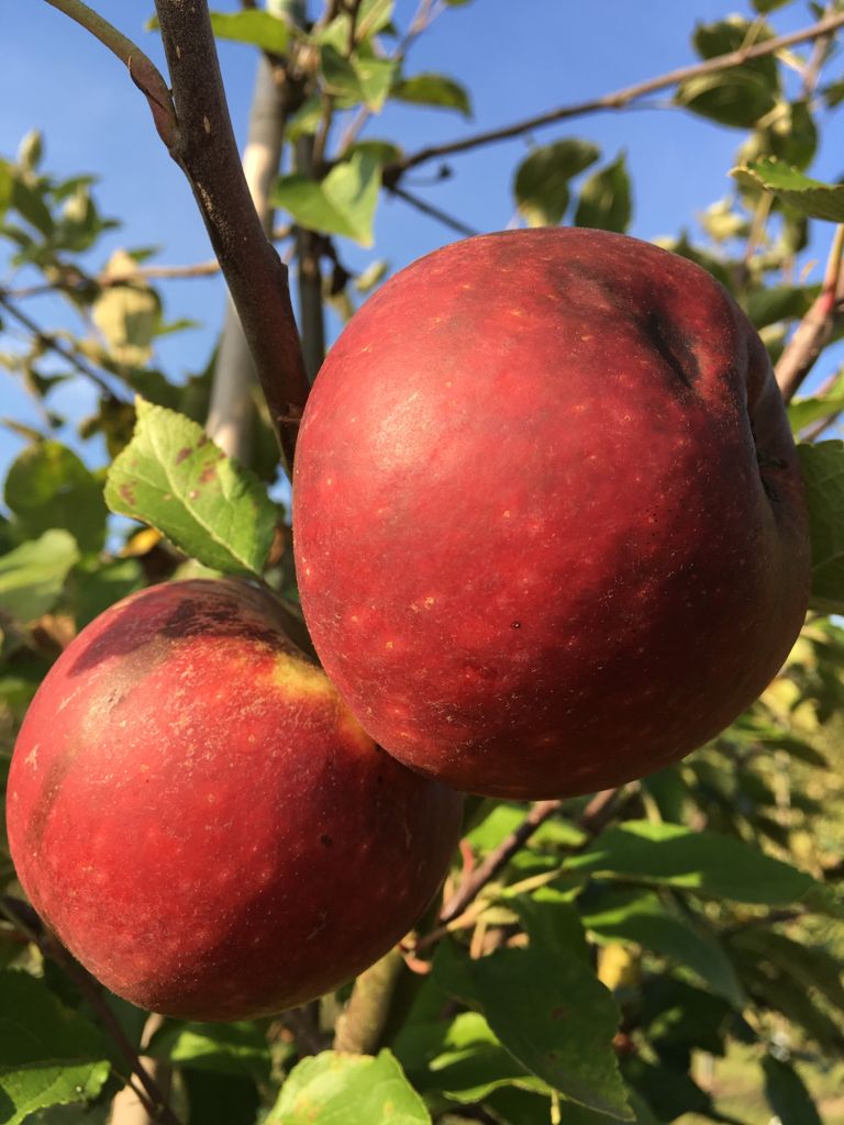 Malus 'Ingrid Marie' CAC Apfel 'Ingrid Marie' mittel