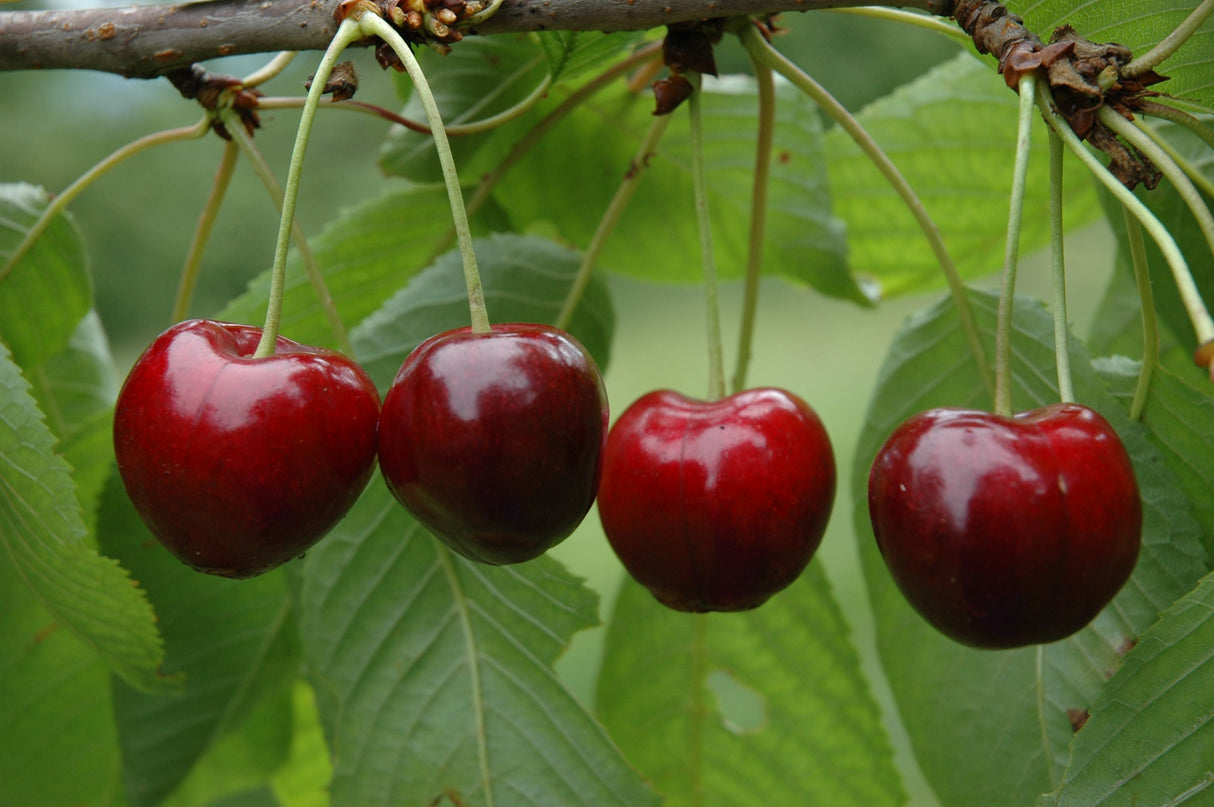 Prunus av.'Schn. Späte Knorpelkir.' CAC Süßkirsche 'Schneiders Späte Knorpel' 6.KW