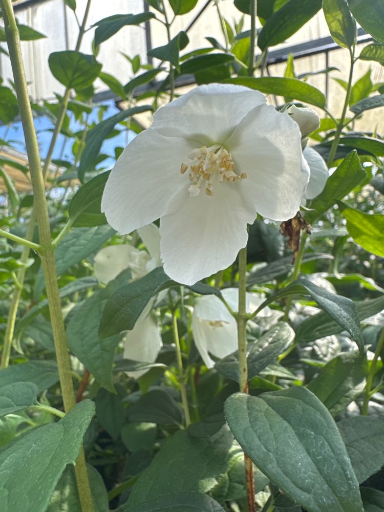 Philadelphus 'Snowbelle' Gartenjasmin 'Snowbelle'